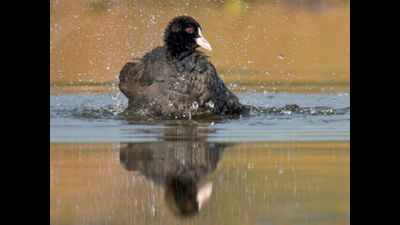 Gurugram: 130 species of migratory birds seen in Sultanpur National Park