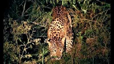 Leopard ‘sighting’ keep forest officials on toes
