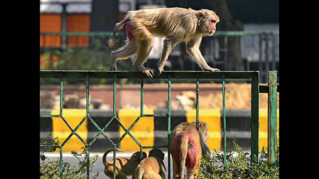 Monkey business: Delhi govt, corporation pass the buck