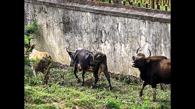 Bison herd greets Kolhapur city, leaves after 24 hours
