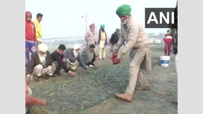 Farmers use Nirankari ground in Burari to grow onion crops