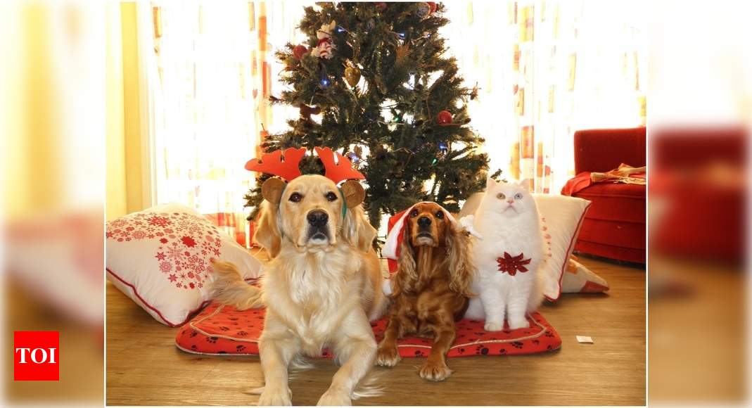 X-mas for pets: This Christmas, pets had a purrfect and furry celebration