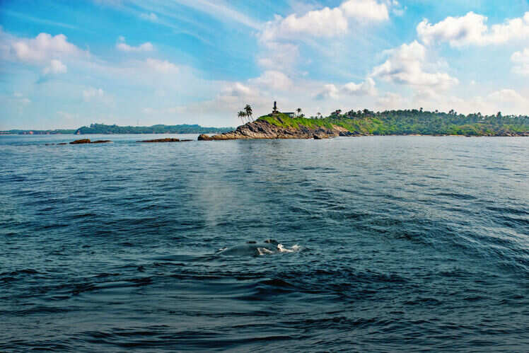 Whales and dolphins watching in Trincomalee