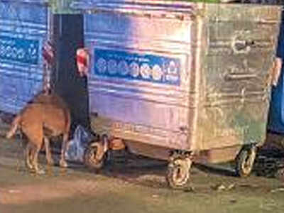 Stray dogs picked up from other areas let loose in Chennai's Kalakshetra colony | Chennai News - Times of India Stray dogs picked up from other areas let loose in Chennai's Kalakshetra colony | Chennai News - Times of India