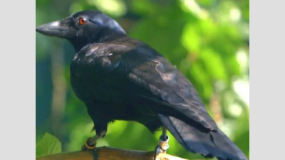 Mass deaths of crows in Jodhpur worry bird lovers
