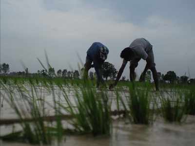Government buys 462.88 lakh tonnes of paddy so far this kharif season for Rs 87,392 crore