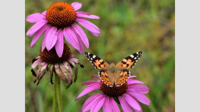 Pollinator Park opens in Haldwani