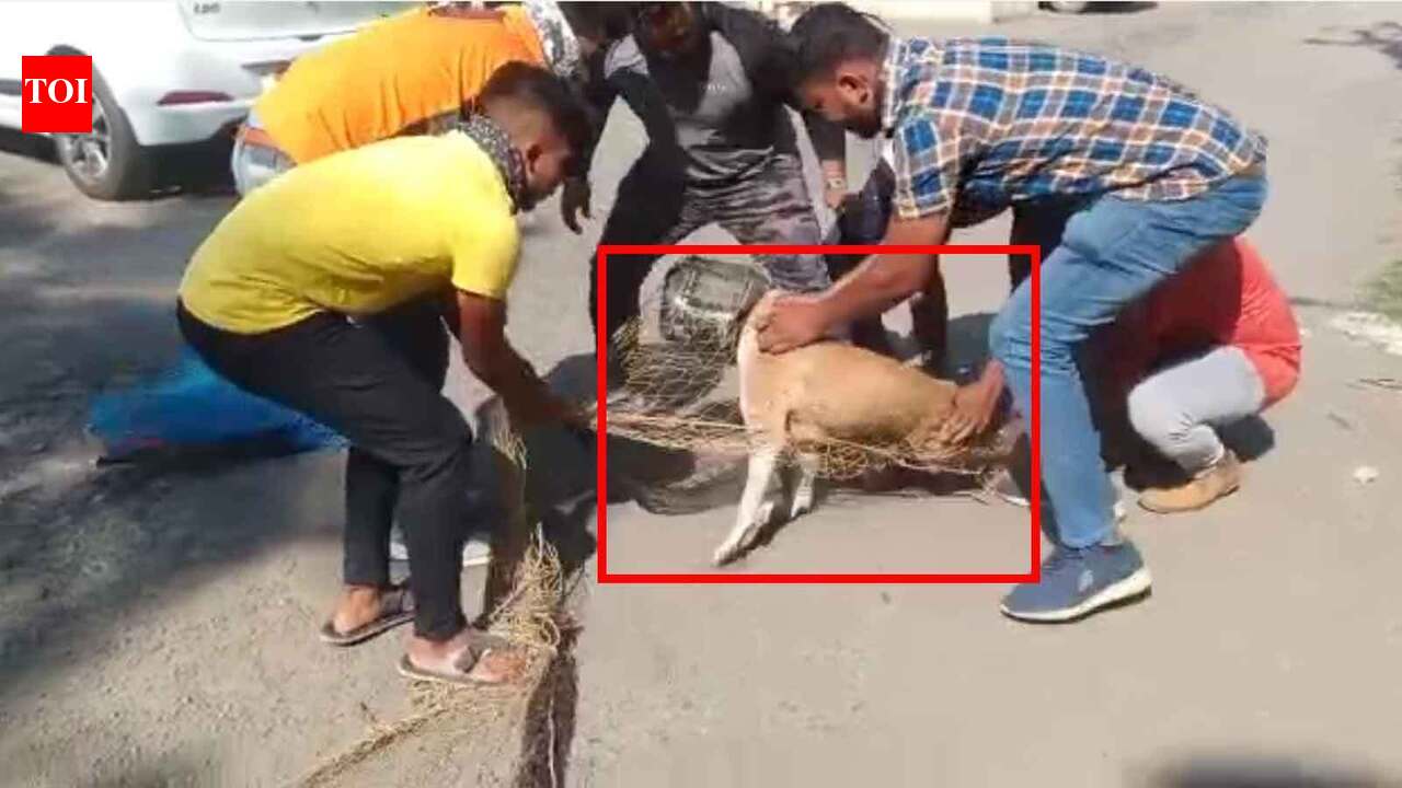 Stray dog which got its head stuck in plastic jar rescued in ...