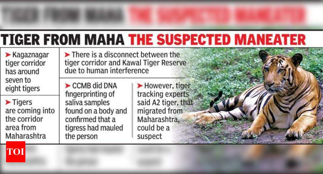 Telangana seeks Maha help to tame man-eating tiger in Asifabad district ...