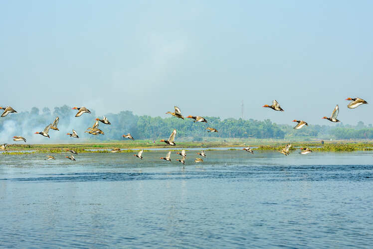 Visit Okhla Bird Sanctuary for bird-watching