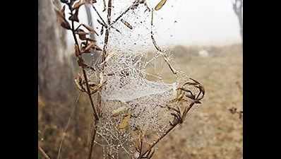 Frost hits Ajmer region, farmers alerted