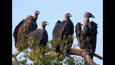 Uttar Pradesh to conduct first state-wide vulture census on January 15