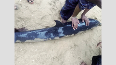 Chennai: Dolphin stranded at Marina pushed back into sea