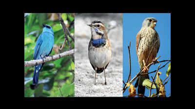 Arboreal, passerine birds flock to Aurangabad