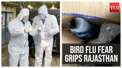 Bird Flu in Rajasthan: 7 crows found dead in Jal Mahal lake as bird flu ...