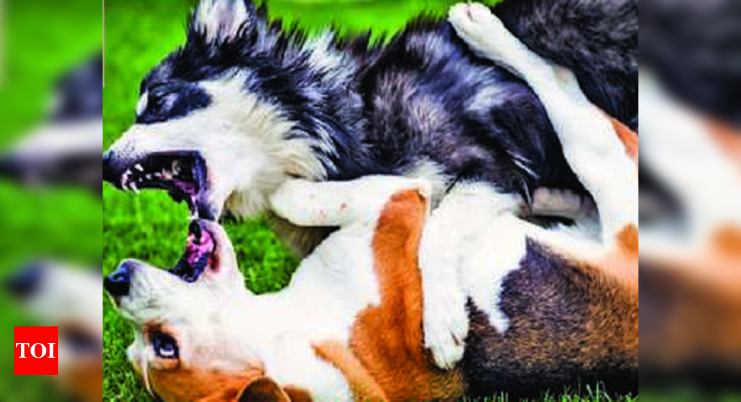 Solutions of pet rivalry: How to deal with sibling rivalry between furry babies