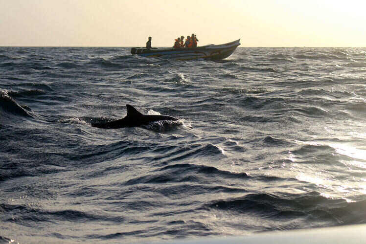 Dolphin spotting