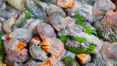 Chennai: More than 50 Alexandrine parakeets put on sale rescued