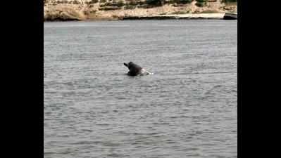 9 Gangetic dolphins sighted at 7 spots in Budaun’s Ganga stretch