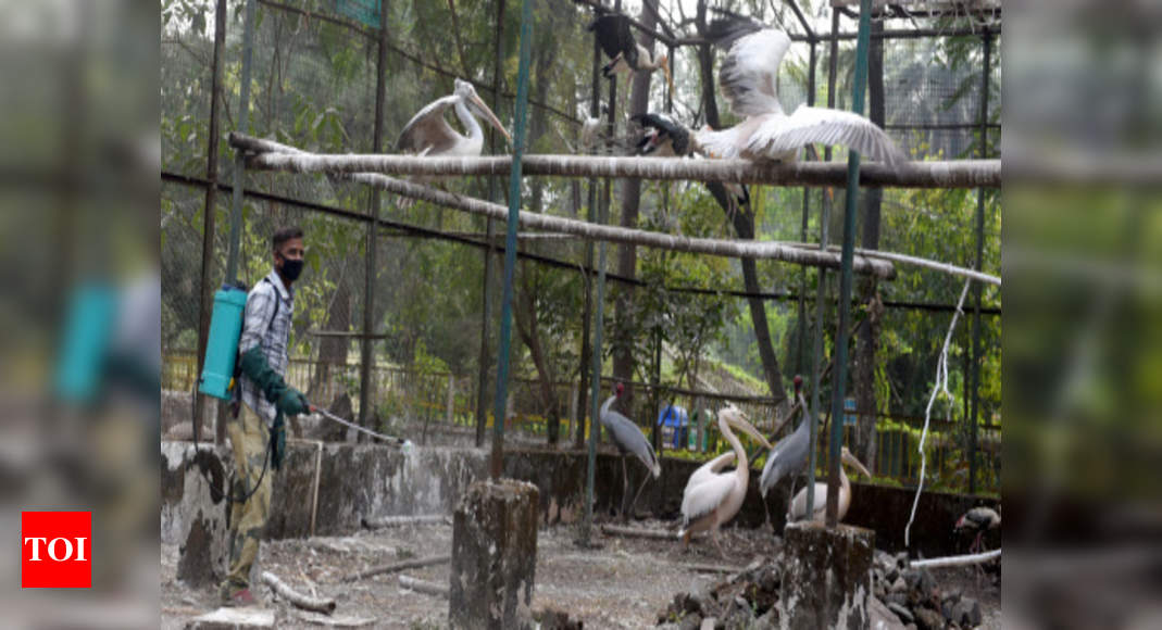 Bird flu news Outbreak of bird flu in Himachal, Kerala, Rajasthan