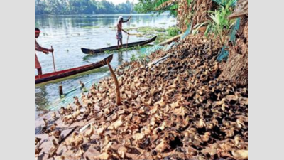 Bird flu in Kerala: 36,000 birds to be culled in 2 districts ...