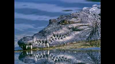 Vadodara: Real-time crocodile numbers possible now