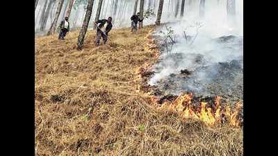 Winter wildfires in Uttarakhand gut 5,000 trees