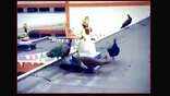 Watch: Peacocks circle around Goddess Saraswati statue