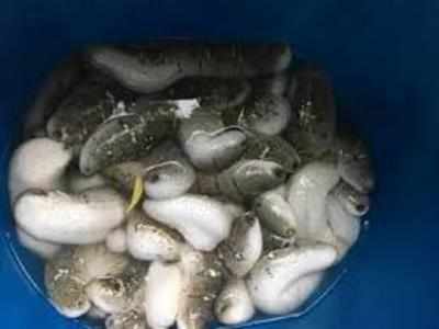 300kg of sea cucumbers seized in Tuticorin