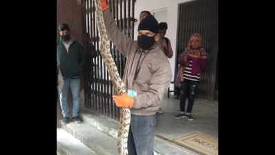 UP: Over 8-feet-long python caught from Prayagraj college
