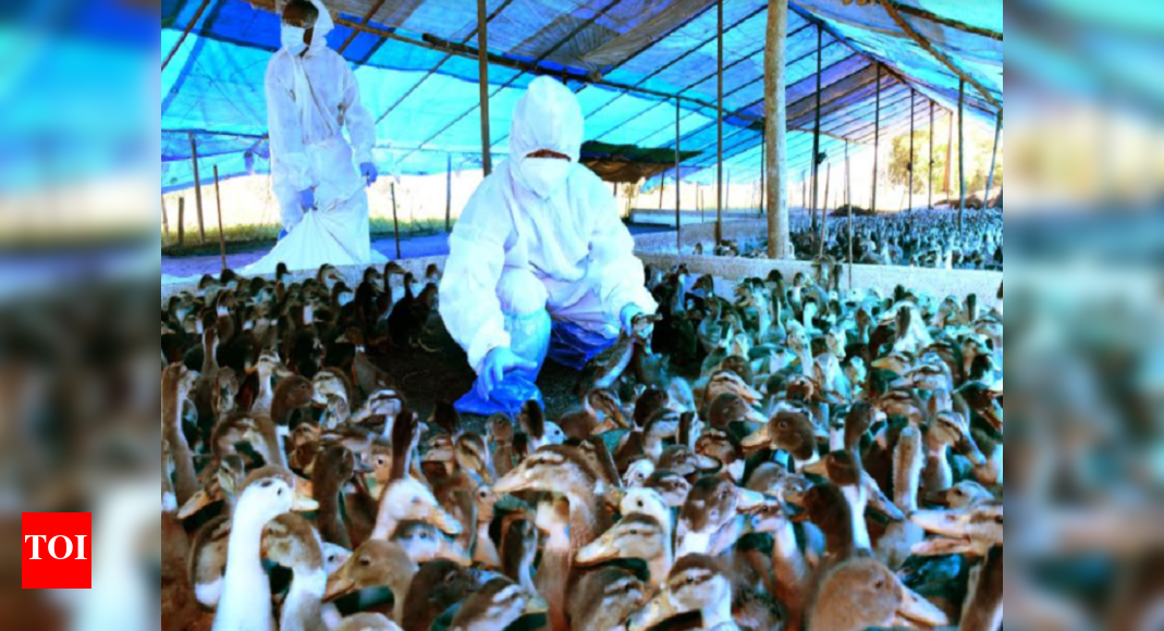 Bird flu in Kerala: Alappuzha district administration culls 20,330 ...