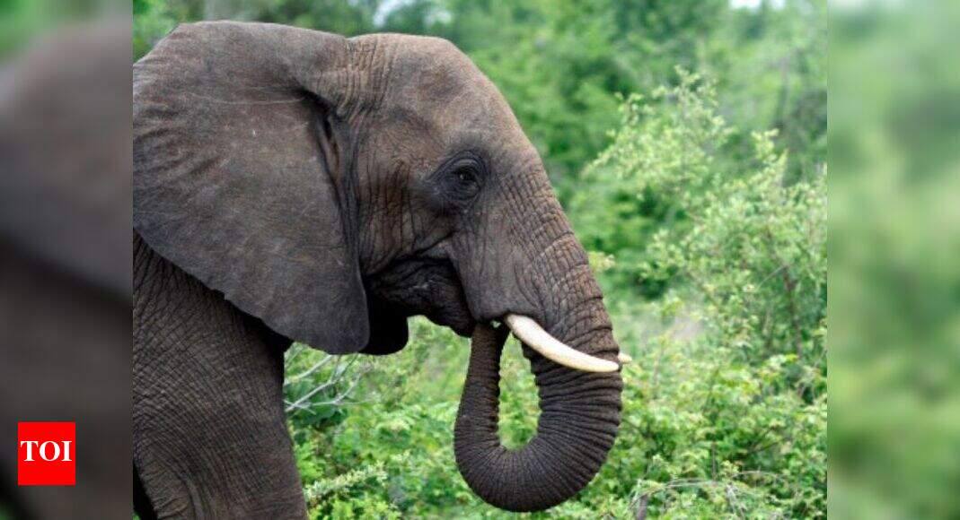 Elephant fed alcohol forcefully; rescued, brought to Agra Agra News