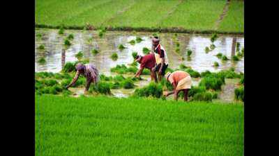 Current rainfall good for rabi crops: Agriculturists