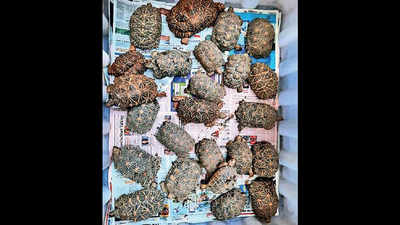 70 star tortoises repatriated in Maharashtra