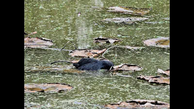 Chandigarh: Migratory bird found dead at Sukhna Lake