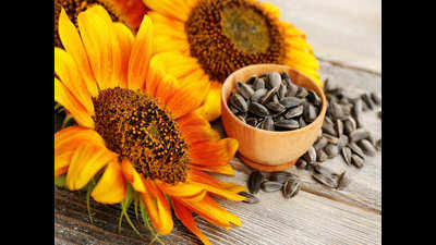 TNAU launches high-yielding sunflower variety
