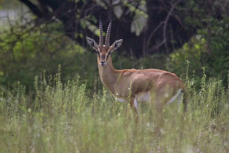 Discovering top wildlife sanctuaries in Rajasthan | Times of India Travel