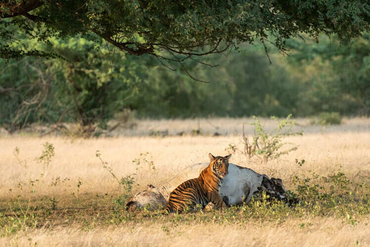 Sariska National Park, Alwar