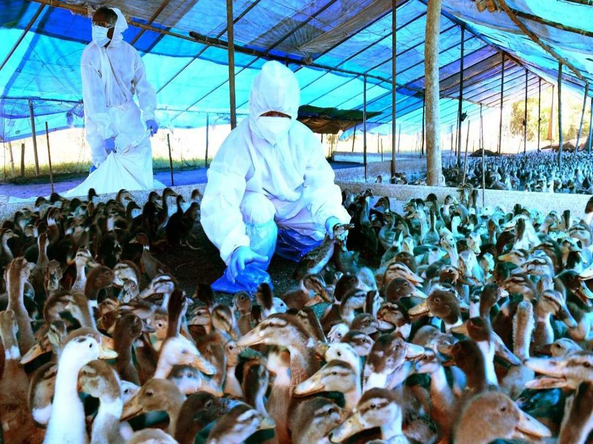 No case of bird flu in Telangana but alert sounded | Hyderabad News - Times of India