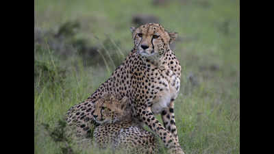 Kuno is ready for cheetah reintroduction: Expert report