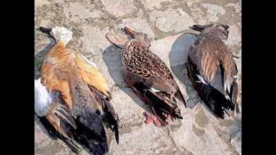 Himachal Pradesh: Bird flu death count crosses 3,000 in Pong Dam area