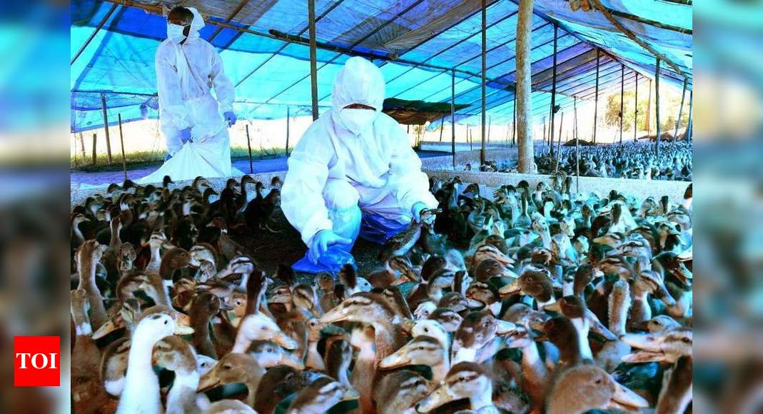 Bird flu update Tamil Nadu govt on alert after bird flu outbreak in