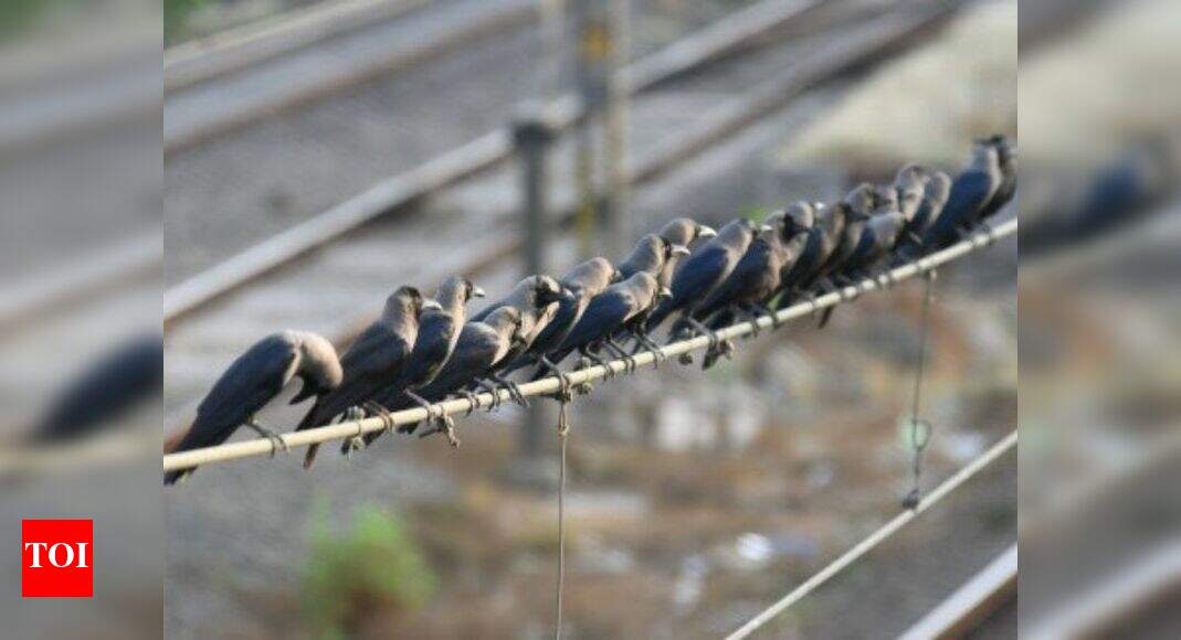 Bird flu: 50 more crows found dead in Jodhpur | Jodhpur News - Times of ...