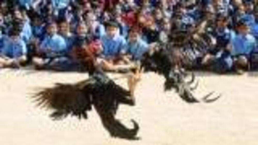 Cockfight as a tradition | The Times of India