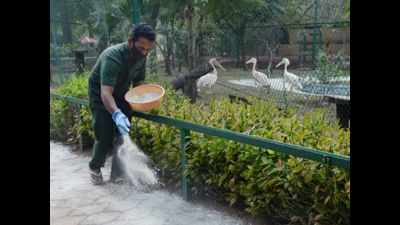 Hyderabad zoo stops chicken for animals, monitoring migratory birds