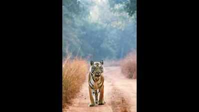 Fascinating internal movement of tigers within TATR recorded