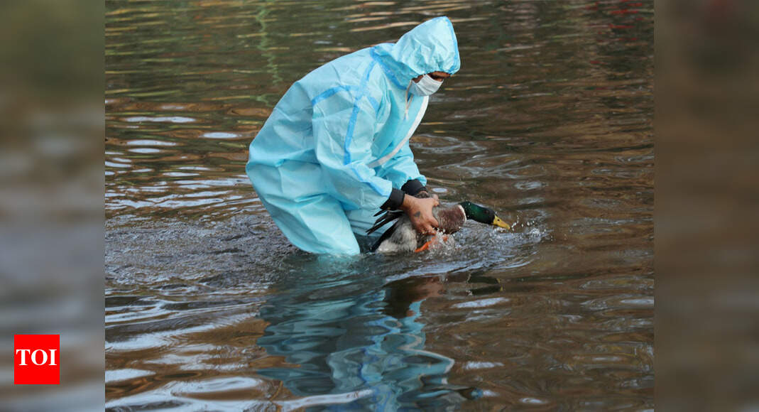 Bird Flu in Kerala: Central team to tour Kerala for four days | Kochi ...
