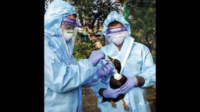 Bird flu: Assam veterinary dept urges govt to ban poultry from other states
