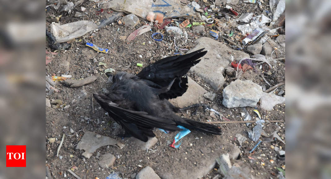 Rajasthan Out Of 18k Bird Deaths In 12 Days 1157 Crows Jaipur News Times Of India 