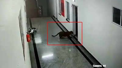 On cam: Leopard strays into corridors of medical college in Karnataka